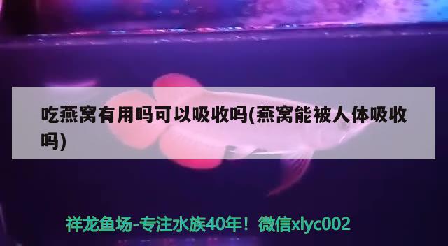 海博鱼缸官网客服电话是多少（海博渔具有限公司） 泰国斗鱼