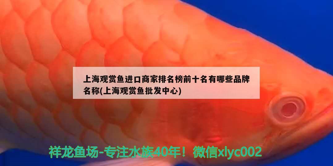 上海观赏鱼进口商家排名榜前十名有哪些品牌名称(上海观赏鱼批发中心) 观赏鱼进出口