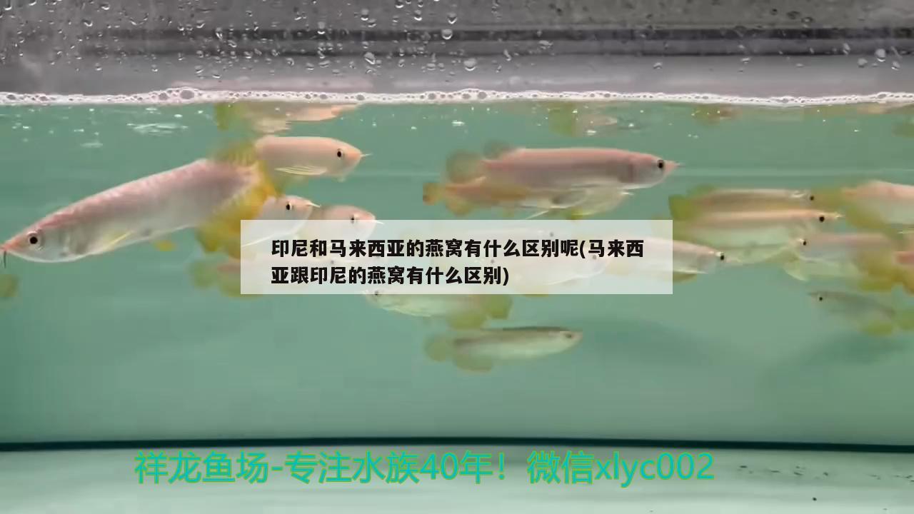 印尼和马来西亚的燕窝有什么区别呢(马来西亚跟印尼的燕窝有什么区别) 马来西亚燕窝