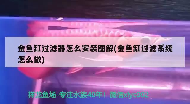 金鱼缸过滤器怎么安装图解(金鱼缸过滤系统怎么做) 大白鲨鱼苗