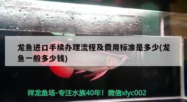 龙鱼进口手续办理流程及费用标准是多少(龙鱼一般多少钱)