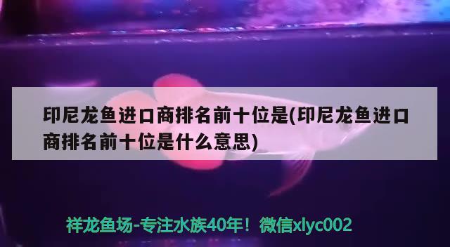 观赏鱼进口公司有哪些品种名称及价格图片(中国观赏鱼出口公司) 观赏鱼进出口