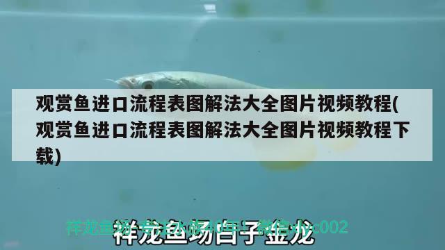 35厘米的金龙鱼多少钱（35厘米的银龙鱼多少钱） 银龙鱼 第2张