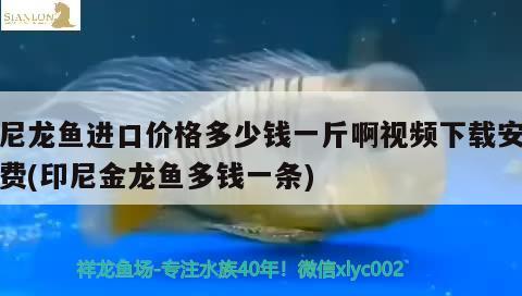 印尼龙鱼进口价格多少钱一斤啊视频下载安装免费(印尼金龙鱼多钱一条)