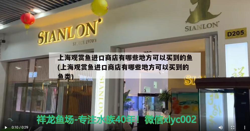 上海观赏鱼进口商店有哪些地方可以买到的鱼(上海观赏鱼进口商店有哪些地方可以买到的鱼类) 观赏鱼进出口 第1张