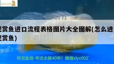 观赏鱼进口流程表格图片大全图解(怎么进口观赏鱼) 观赏鱼进出口