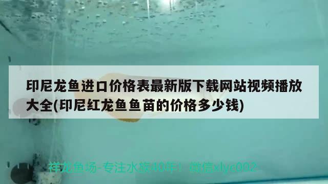 印尼龙鱼进口价格表最新版下载网站视频播放大全(印尼红龙鱼鱼苗的价格多少钱)