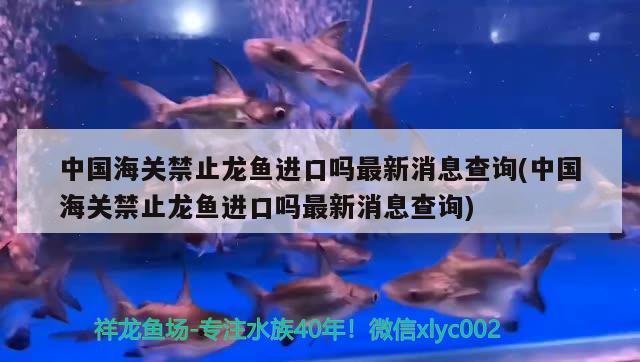 中国海关禁止龙鱼进口吗最新消息查询(中国海关禁止龙鱼进口吗最新消息查询)