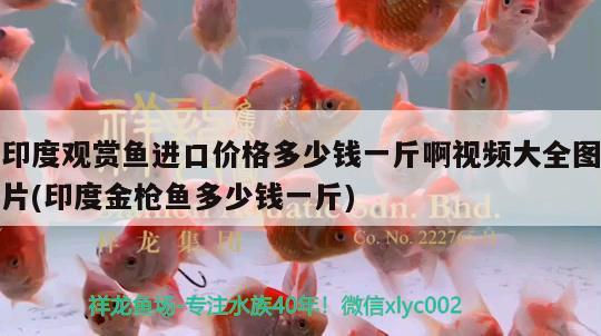 印度观赏鱼进口价格多少钱一斤啊视频大全图片(印度金枪鱼多少钱一斤)