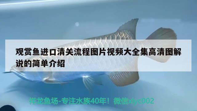 观赏鱼进口清关流程图片视频大全集高清图解说的简单介绍 观赏鱼进出口