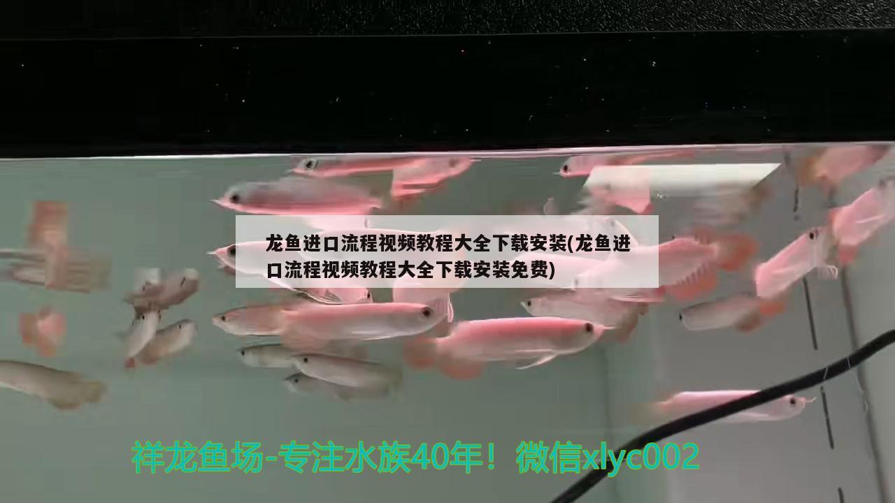 龙鱼进口流程视频教程大全下载安装(龙鱼进口流程视频教程大全下载安装免费)