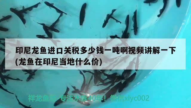 印尼龙鱼进口关税多少钱一吨啊视频讲解一下(龙鱼在印尼当地什么价) 观赏鱼进出口