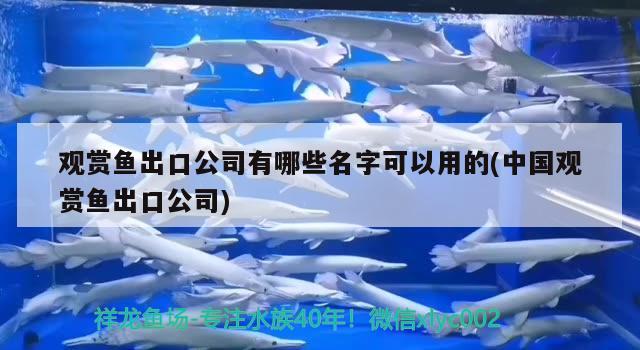 观赏鱼出口公司有哪些名字可以用的(中国观赏鱼出口公司)