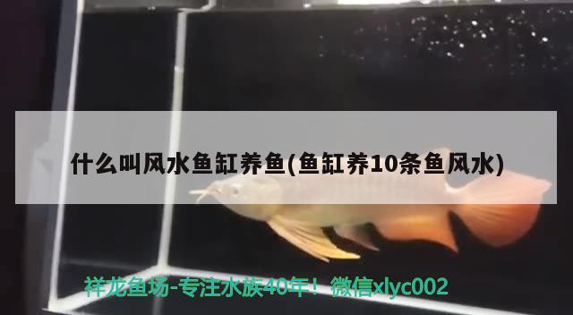 什么叫风水鱼缸养鱼(鱼缸养10条鱼风水) 鱼缸风水