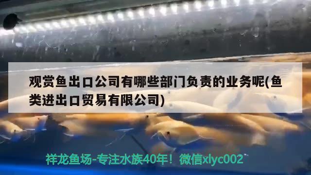 观赏鱼出口公司有哪些部门负责的业务呢(鱼类进出口贸易有限公司) 观赏鱼进出口