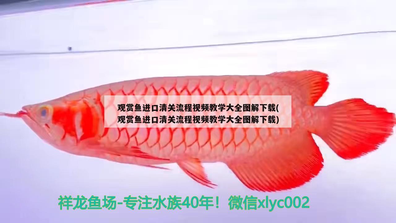 观赏鱼进口清关流程视频教学大全图解下载(观赏鱼进口清关流程视频教学大全图解下载) 观赏鱼进出口