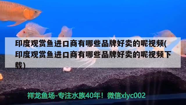 印度观赏鱼进口商有哪些品牌好卖的呢视频(印度观赏鱼进口商有哪些品牌好卖的呢视频下载)