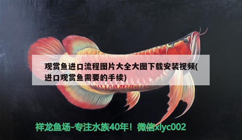 陶瓷鱼缸改造桌子视频大全：自制陶瓷鱼缸底座 广州水族批发市场 第1张