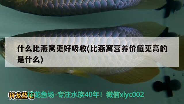 什么比燕窝更好吸收(比燕窝营养价值更高的是什么) 马来西亚燕窝