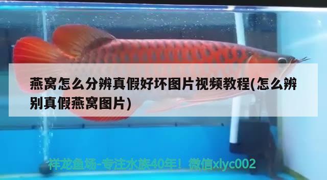 银龙鱼身上有红斑像出血了是怎么回事银龙鱼变红了还有治吗，银龙鱼变红是怎么回事？ 银龙鱼 第2张