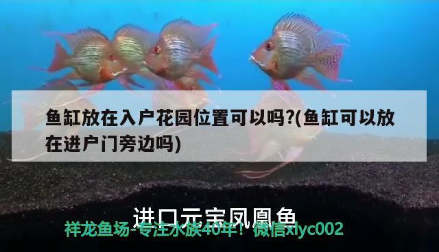 鱼缸放在入户花园位置可以吗?(鱼缸可以放在进户门旁边吗) 黄吉金龙（白子金龙鱼）