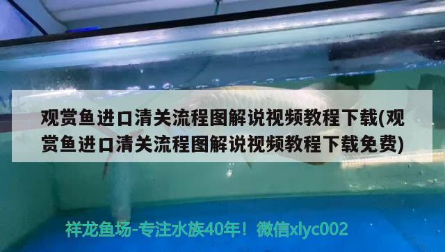 观赏鱼进口清关流程图解说视频教程下载(观赏鱼进口清关流程图解说视频教程下载免费)