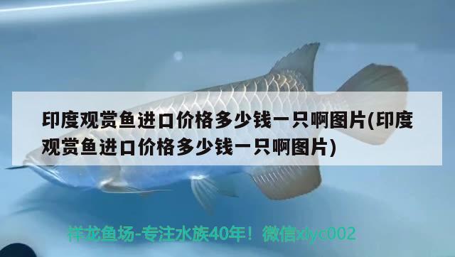 我发现玉面皇冠特别容易头洞（玉面皇冠都会起头吗?） 量子养鱼技术 第4张