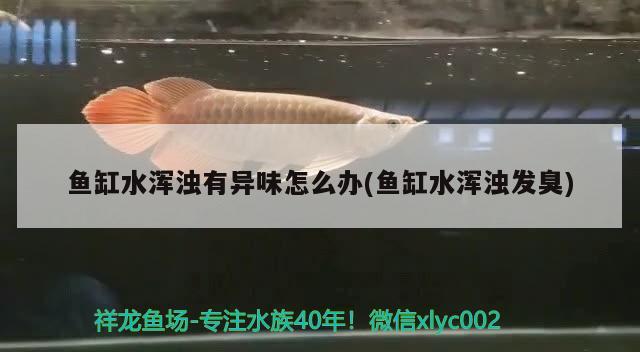 鱼缸水浑浊有异味怎么办(鱼缸水浑浊发臭)