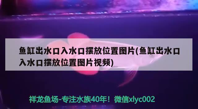 鱼缸出水口入水口摆放位置图片(鱼缸出水口入水口摆放位置图片视频) 印尼三纹虎