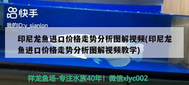 印尼龙鱼进口价格走势分析图解视频(印尼龙鱼进口价格走势分析图解视频教学)