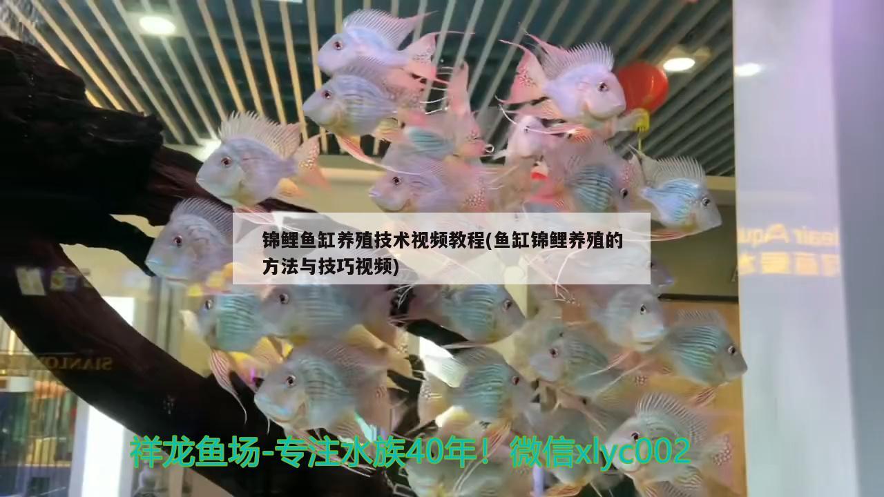 锦鲤鱼缸养殖技术视频教程(鱼缸锦鲤养殖的方法与技巧视频) 黑帝王魟鱼
