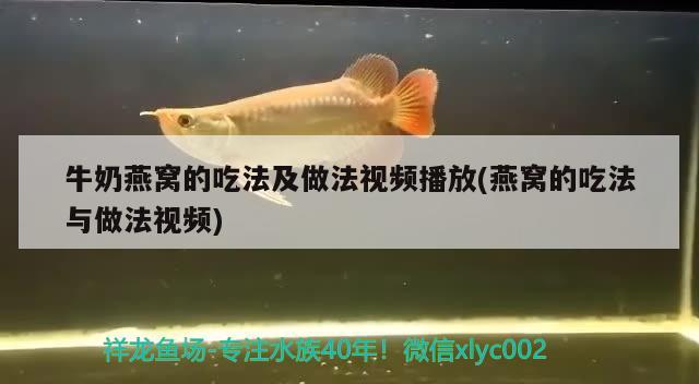 牛奶燕窝的吃法及做法视频播放(燕窝的吃法与做法视频)