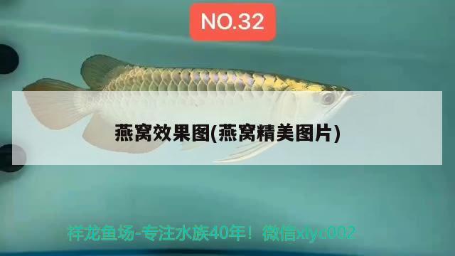 保定市徐水区海韵水族用品店