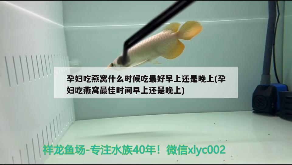 孕妇吃燕窝什么时候吃最好早上还是晚上(孕妇吃燕窝最佳时间早上还是晚上)