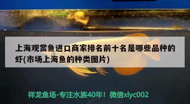 上海观赏鱼进口商家排名前十名是哪些品种的虾(市场上海鱼的种类图片) 观赏鱼进出口