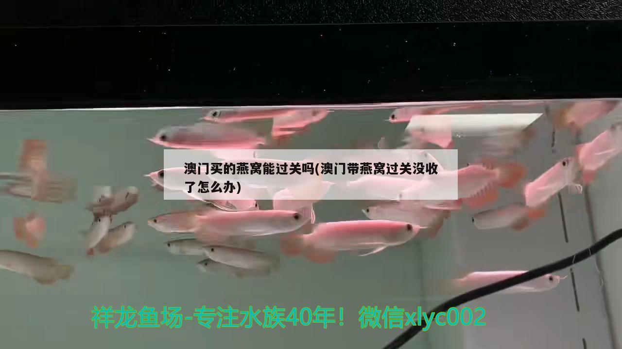 澳门买的燕窝能过关吗(澳门带燕窝过关没收了怎么办)