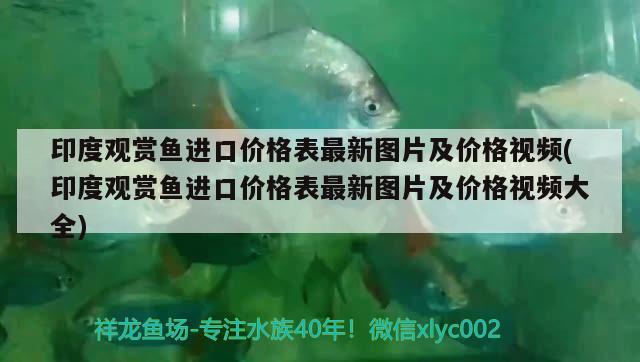 印度观赏鱼进口价格表最新图片及价格视频(印度观赏鱼进口价格表最新图片及价格视频大全) 观赏鱼进出口