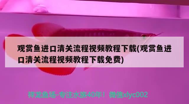 观赏鱼进口清关流程视频教程下载(观赏鱼进口清关流程视频教程下载免费)