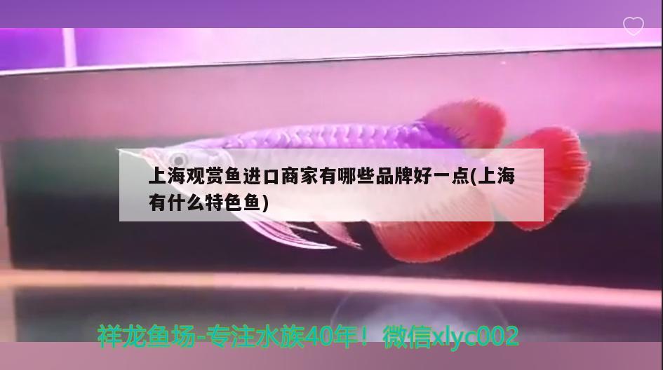 上海观赏鱼进口商家有哪些品牌好一点(上海有什么特色鱼) 观赏鱼进出口