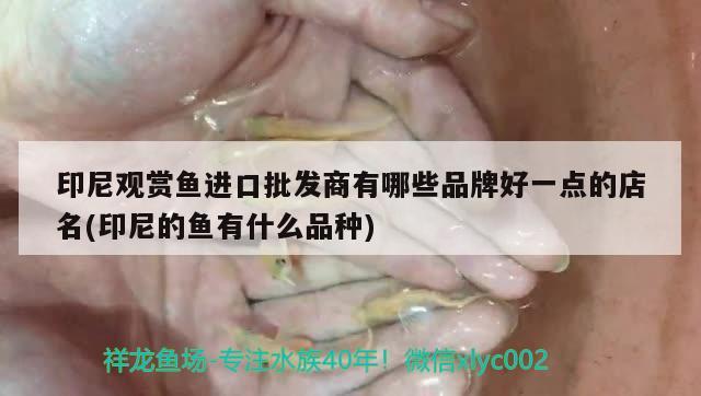 印尼观赏鱼进口批发商有哪些品牌好一点的店名(印尼的鱼有什么品种)