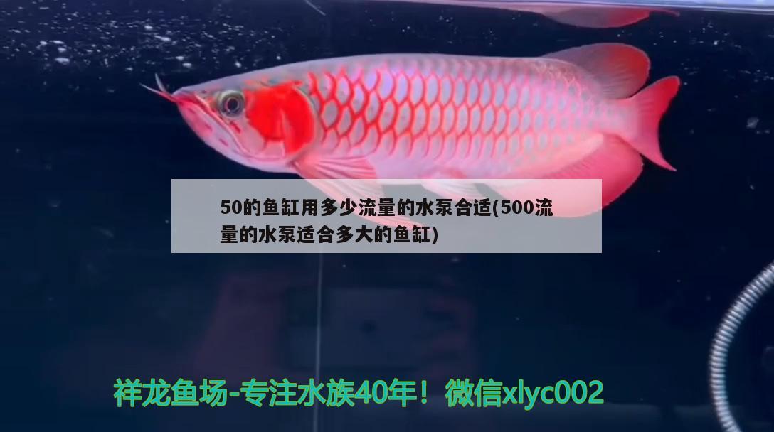 50的鱼缸用多少流量的水泵合适(500流量的水泵适合多大的鱼缸) 黄金招财猫鱼