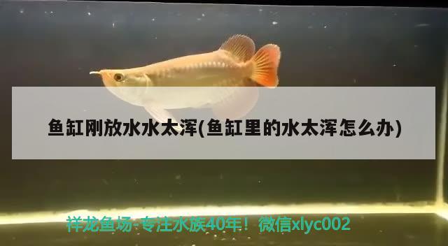 鱼缸刚放水水太浑(鱼缸里的水太浑怎么办)