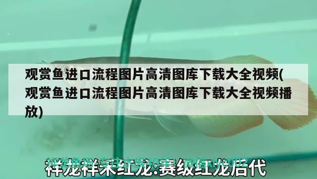 金龙鱼价格多少钱一只红龙 金龙鱼多少钱一只? 广州观赏鱼批发市场