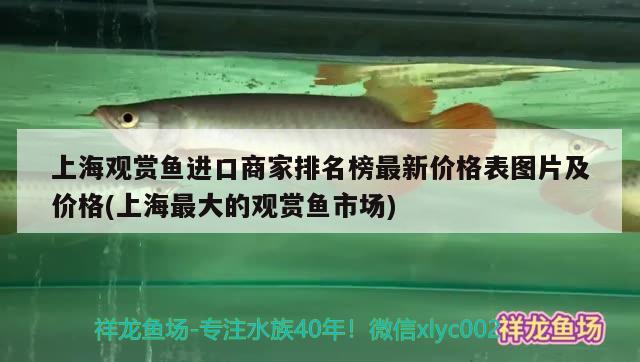 上海观赏鱼进口商家排名榜最新价格表图片及价格(上海最大的观赏鱼市场) 观赏鱼进出口