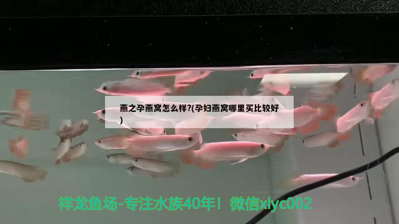 哪个品牌的鱼缸水泵质量好些 鱼缸水泵 第1张