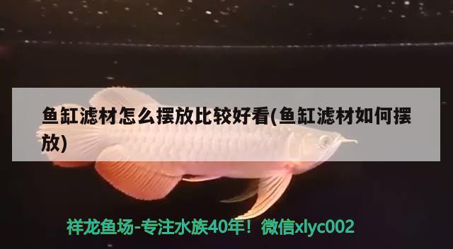鱼缸滤材怎么摆放比较好看(鱼缸滤材如何摆放) 广州水族批发市场