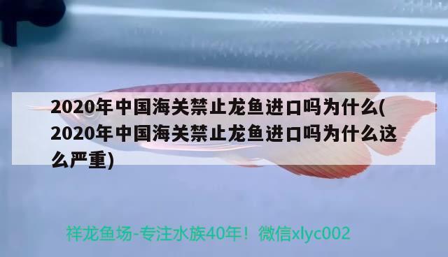 2020年中国海关禁止龙鱼进口吗为什么(2020年中国海关禁止龙鱼进口吗为什么这么严重) 观赏鱼进出口