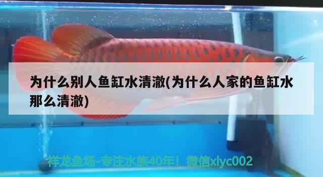 为什么别人鱼缸水清澈(为什么人家的鱼缸水那么清澈) 白子球鲨鱼