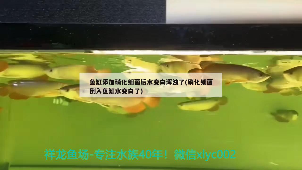 鱼缸添加硝化细菌后水变白浑浊了(硝化细菌倒入鱼缸水变白了)