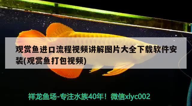 永清县城内国军金鱼店（永清渔具店） 全国水族馆企业名录 第1张